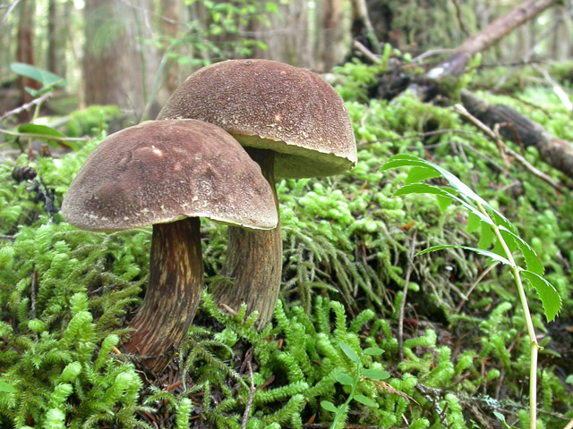 Boletus mirabilis